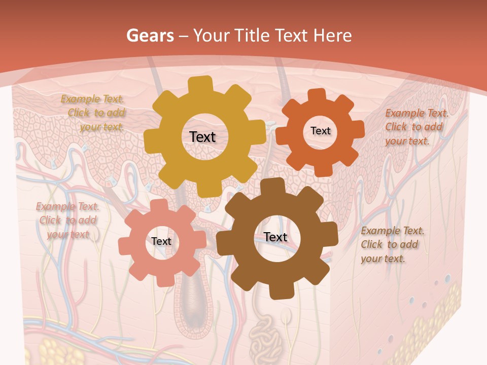 Skin Human Cells PowerPoint Template