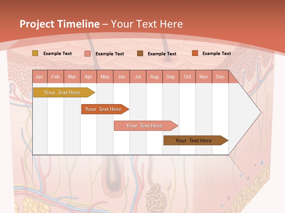 Skin Human Cells PowerPoint Template