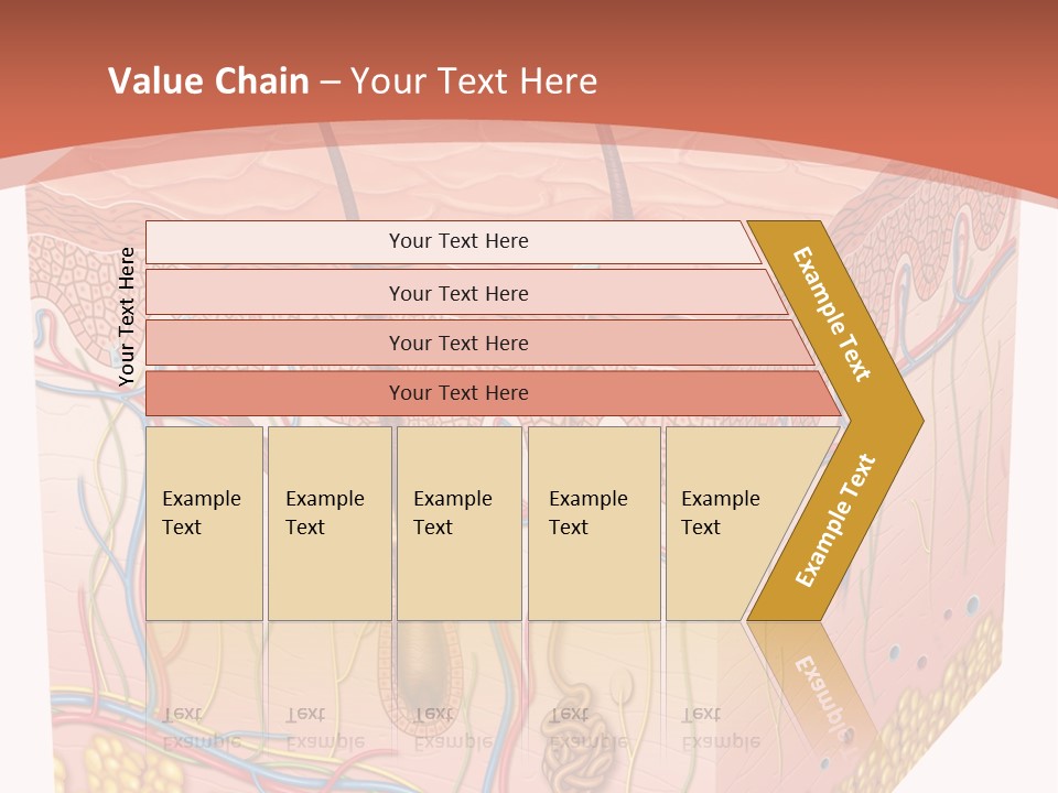 Skin Human Cells PowerPoint Template