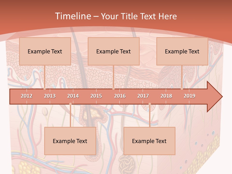 Skin Human Cells PowerPoint Template