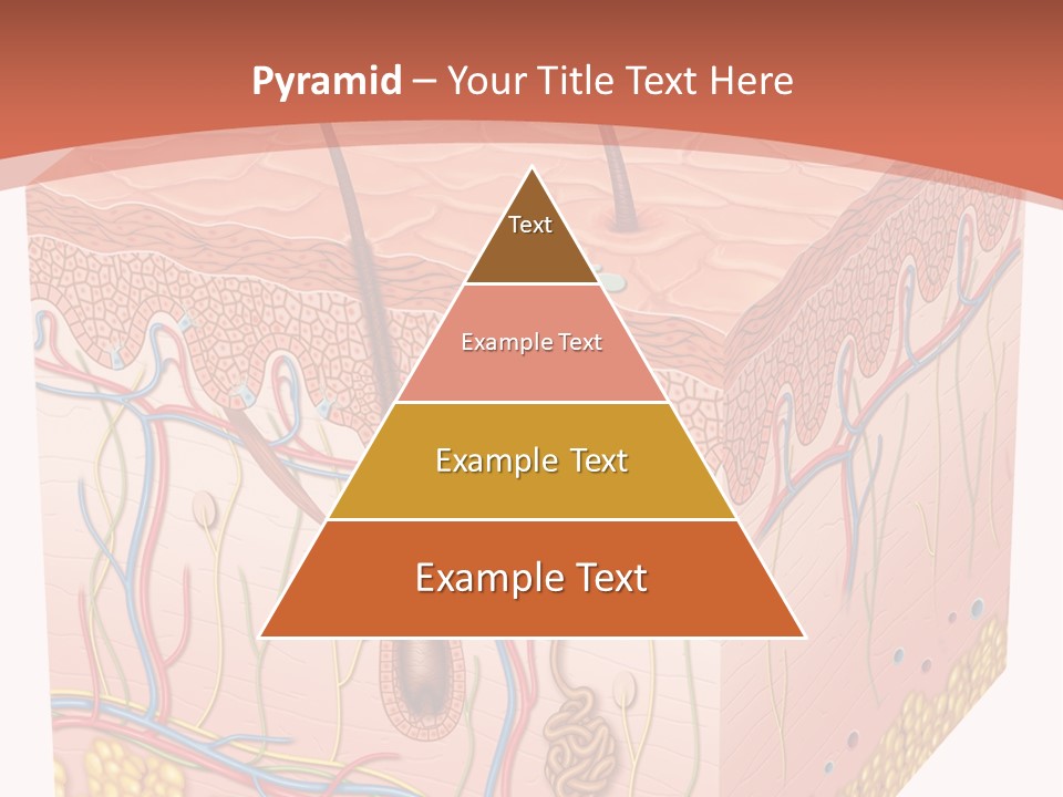 Skin Human Cells PowerPoint Template