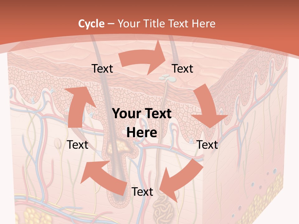 Skin Human Cells PowerPoint Template