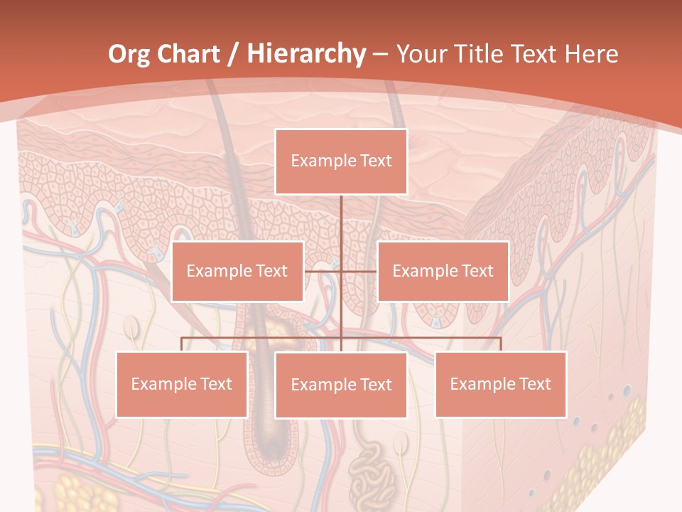 Skin Human Cells PowerPoint Template