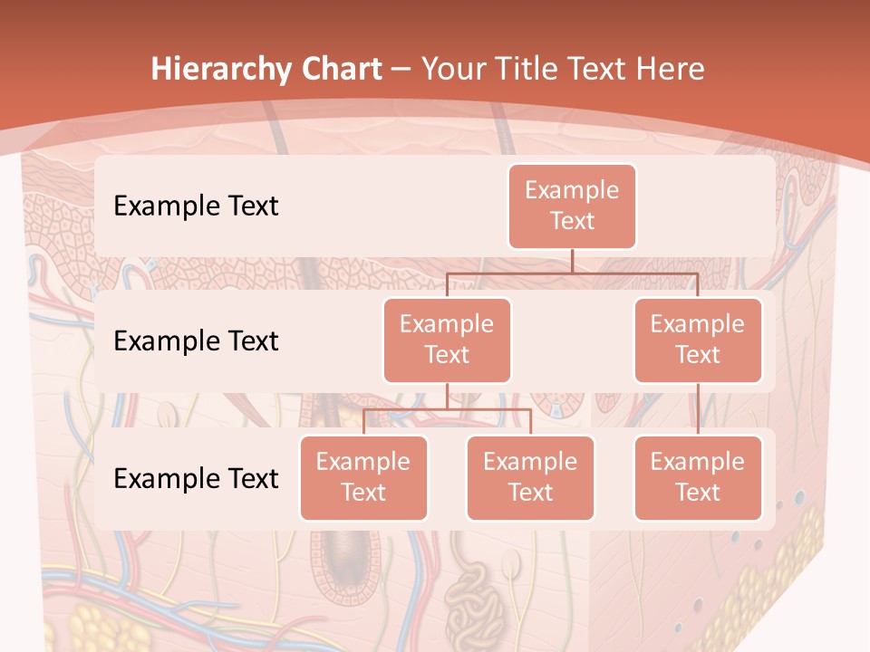 Skin Human Cells PowerPoint Template
