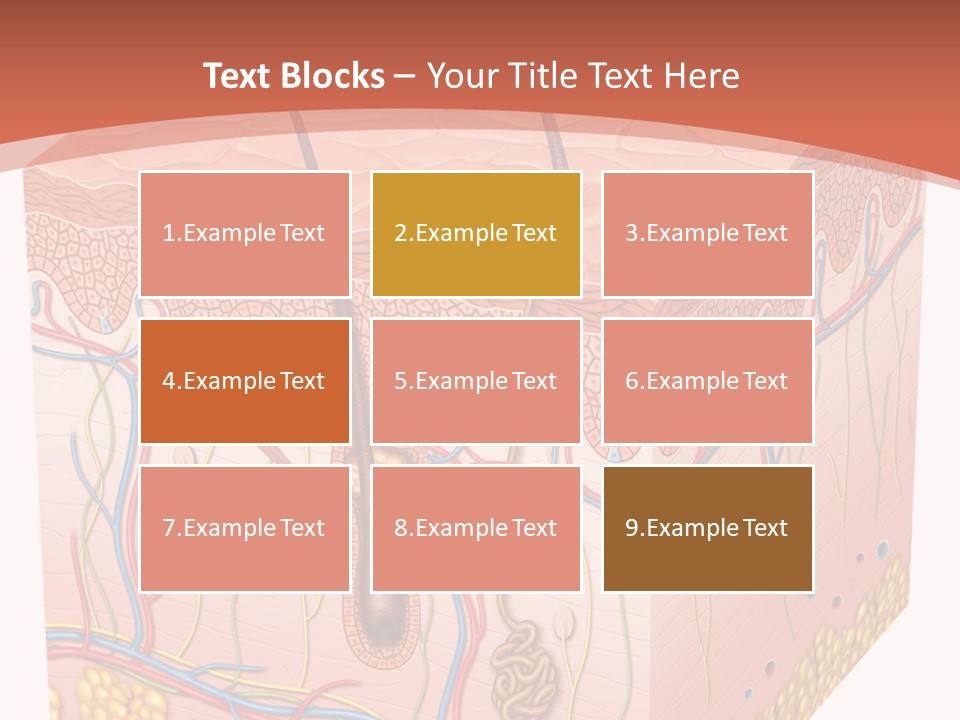 Skin Human Cells PowerPoint Template