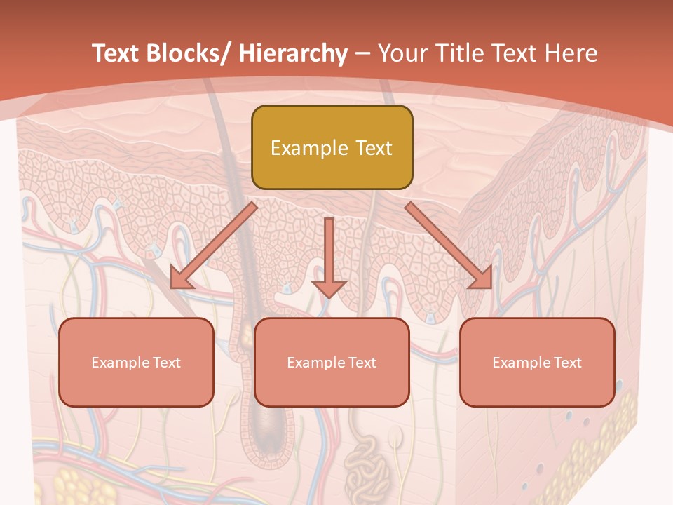Skin Human Cells PowerPoint Template