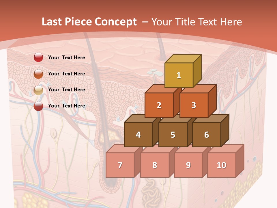 Skin Human Cells PowerPoint Template