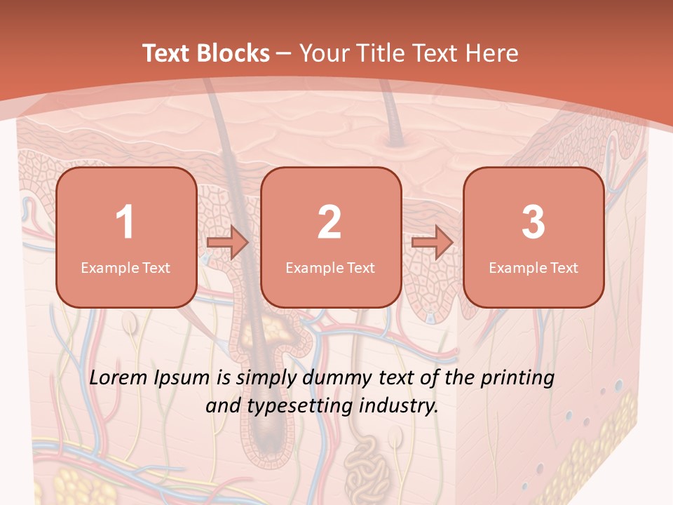 Skin Human Cells PowerPoint Template