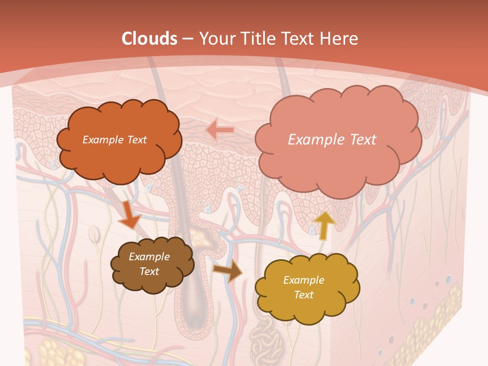 Skin Human Cells PowerPoint Template