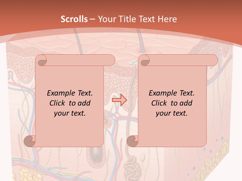 Skin Human Cells PowerPoint Template