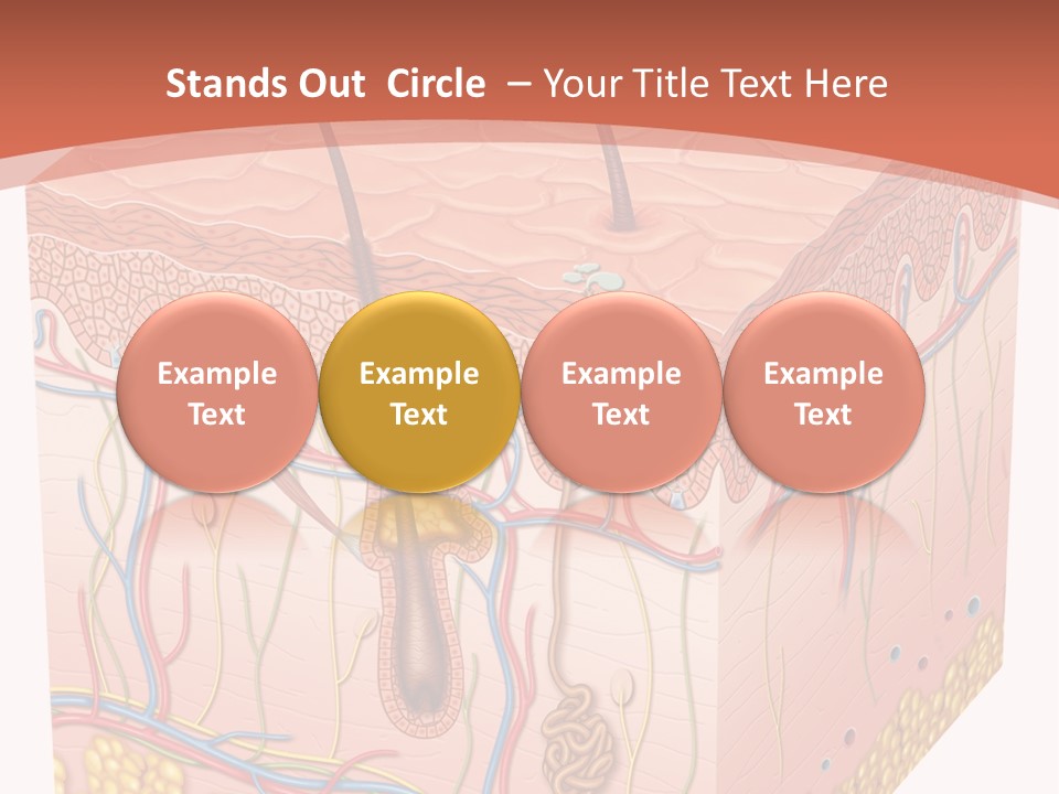 Skin Human Cells PowerPoint Template
