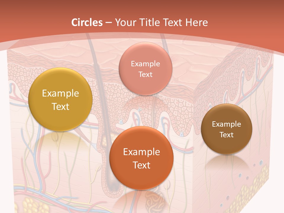 Skin Human Cells PowerPoint Template