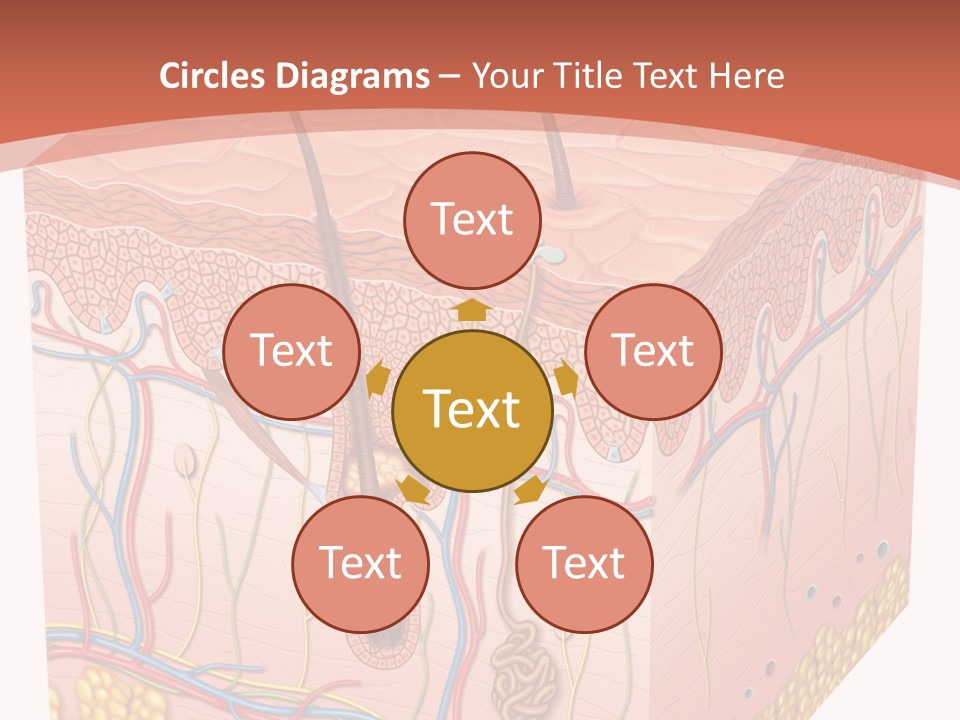Skin Human Cells PowerPoint Template