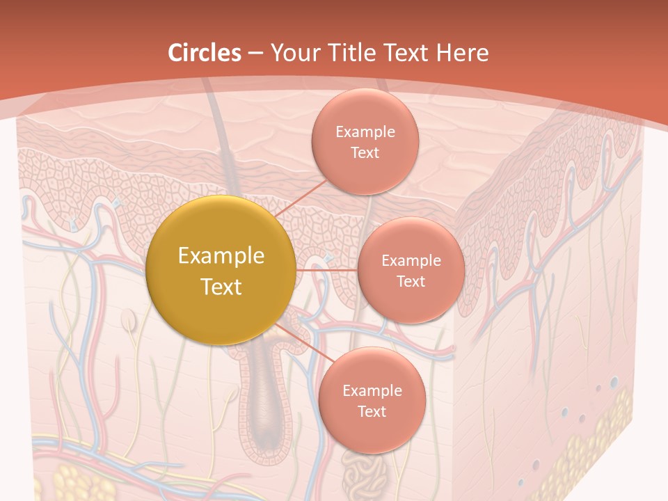 Skin Human Cells PowerPoint Template