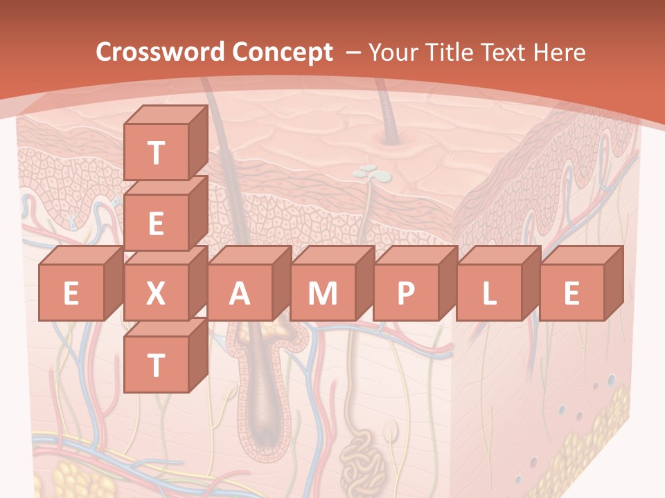 Skin Human Cells PowerPoint Template