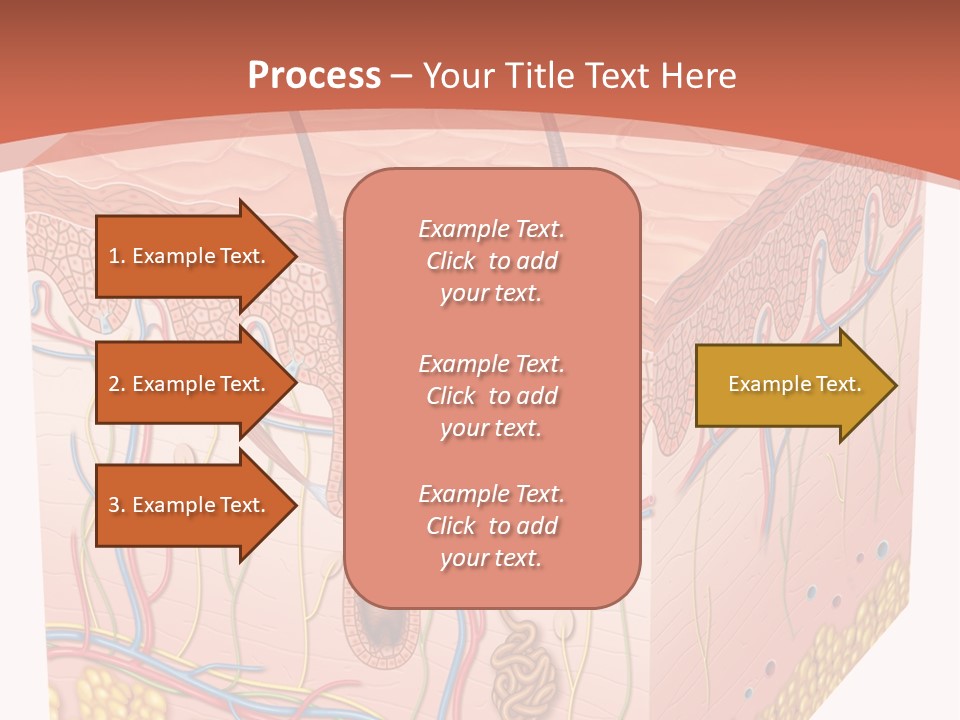 Skin Human Cells PowerPoint Template
