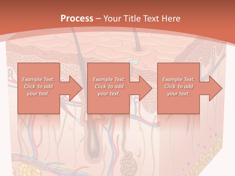 Skin Human Cells PowerPoint Template