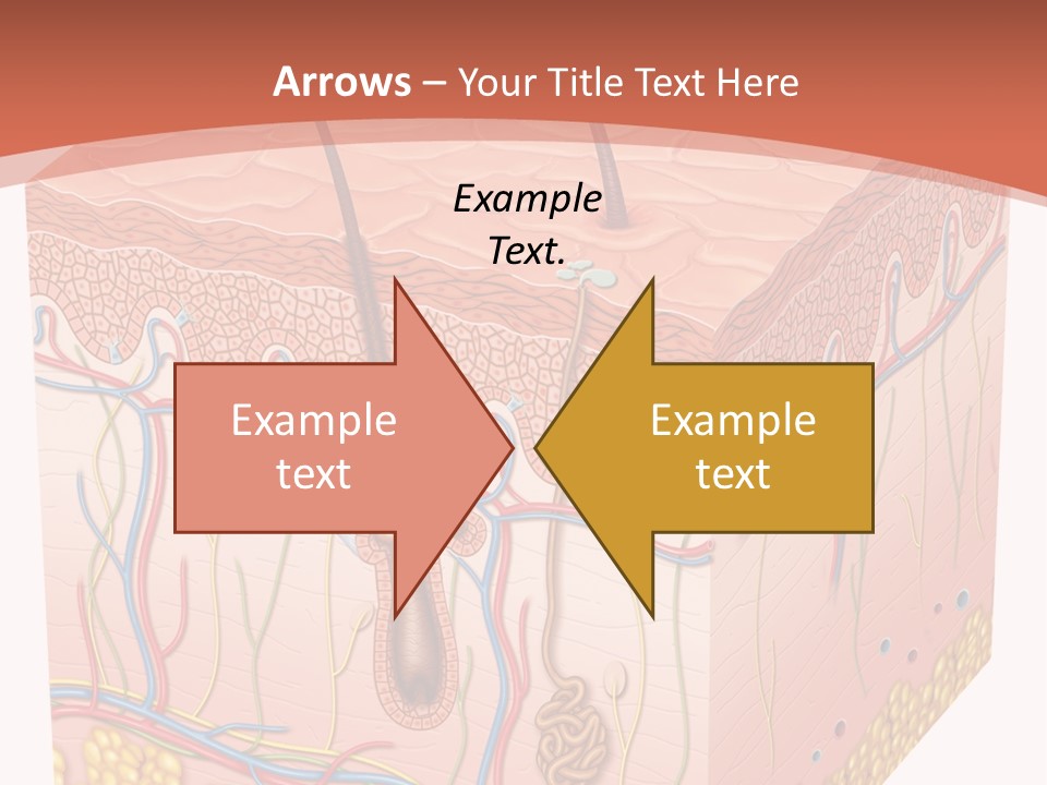 Skin Human Cells PowerPoint Template