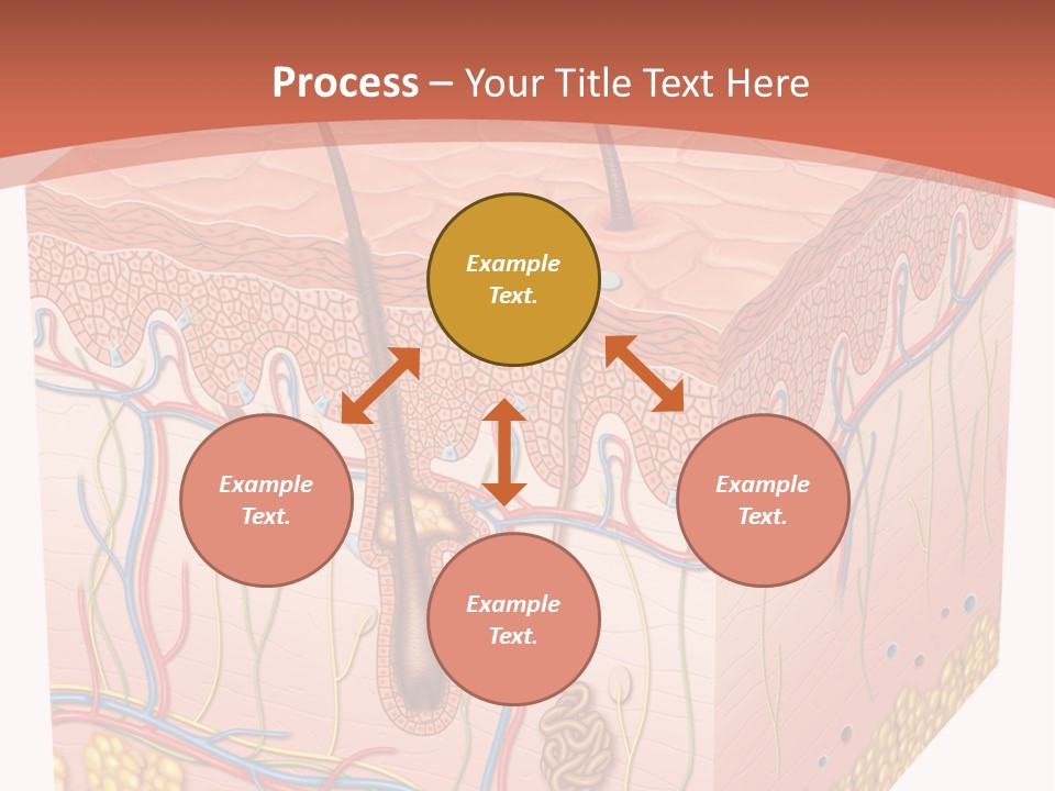 Skin Human Cells PowerPoint Template