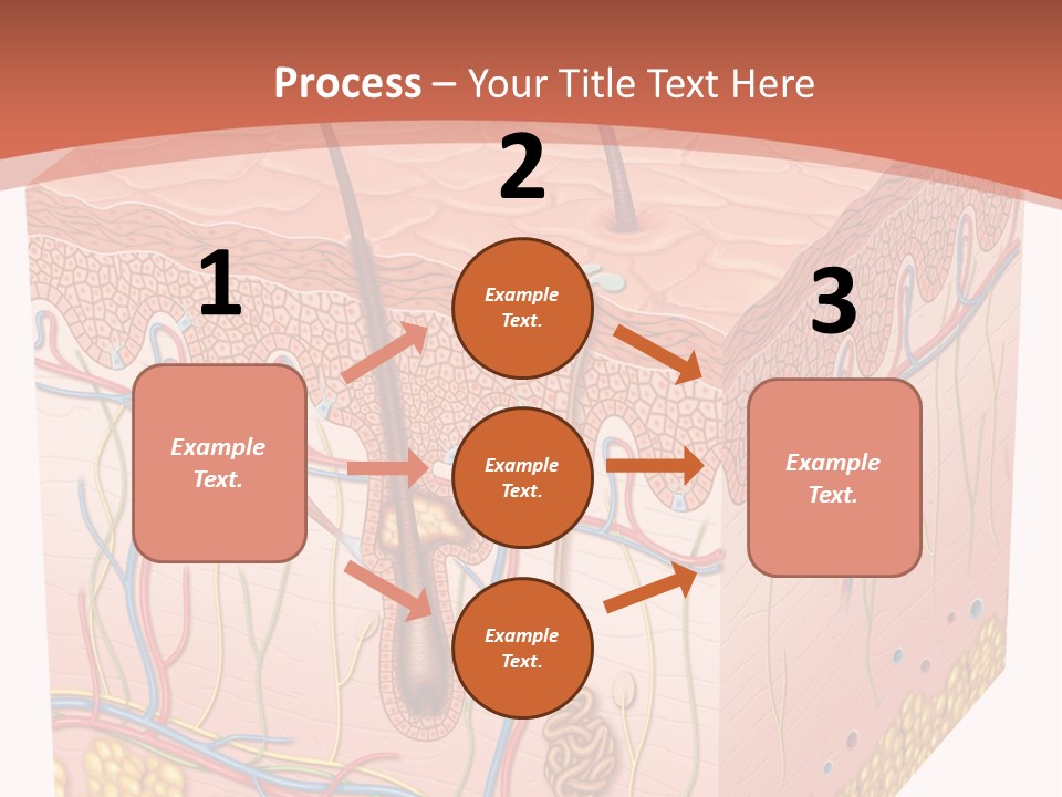 Skin Human Cells PowerPoint Template