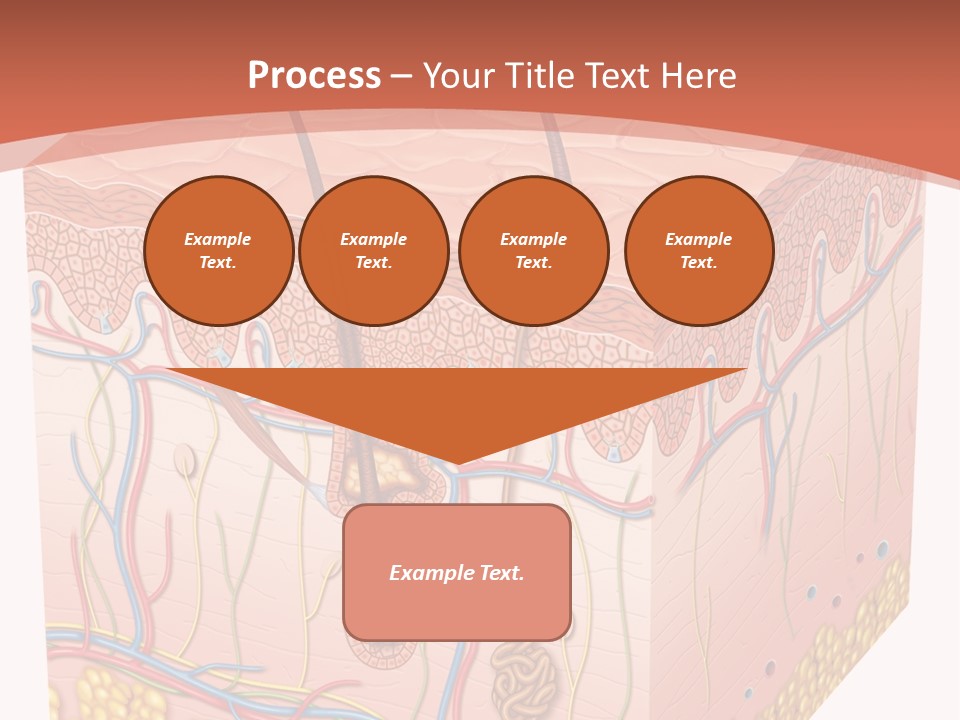 Skin Human Cells PowerPoint Template
