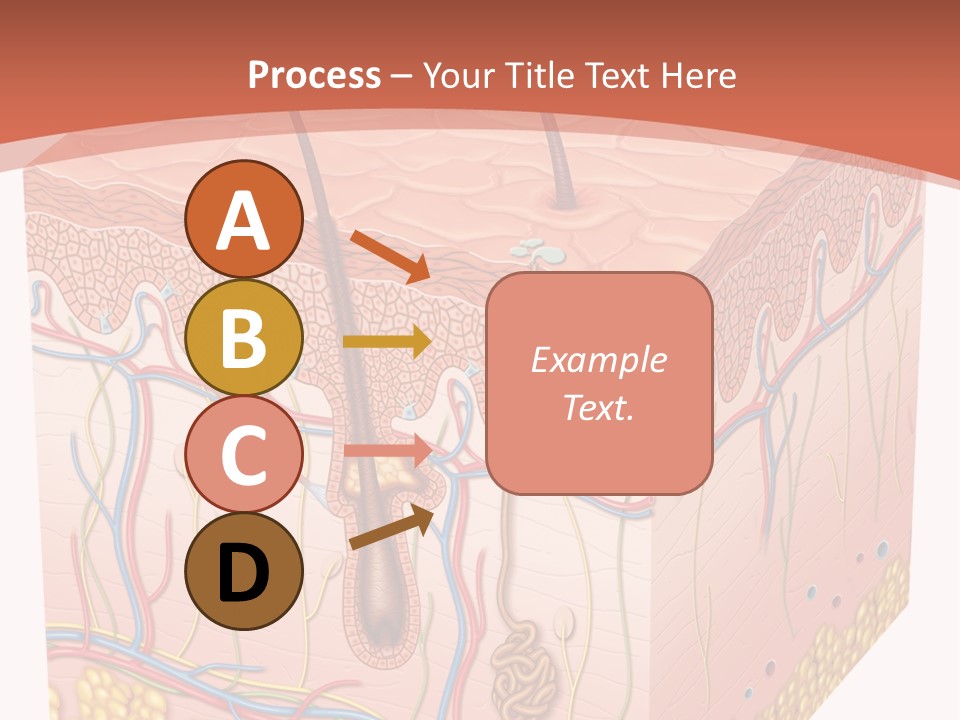 Skin Human Cells PowerPoint Template