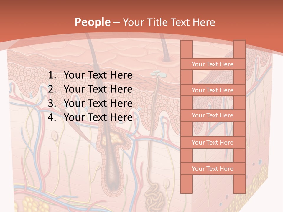 Skin Human Cells PowerPoint Template