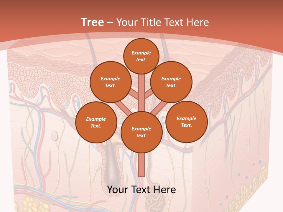 Skin Human Cells PowerPoint Template