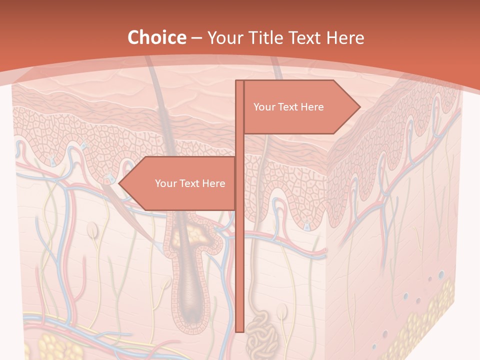 Skin Human Cells PowerPoint Template