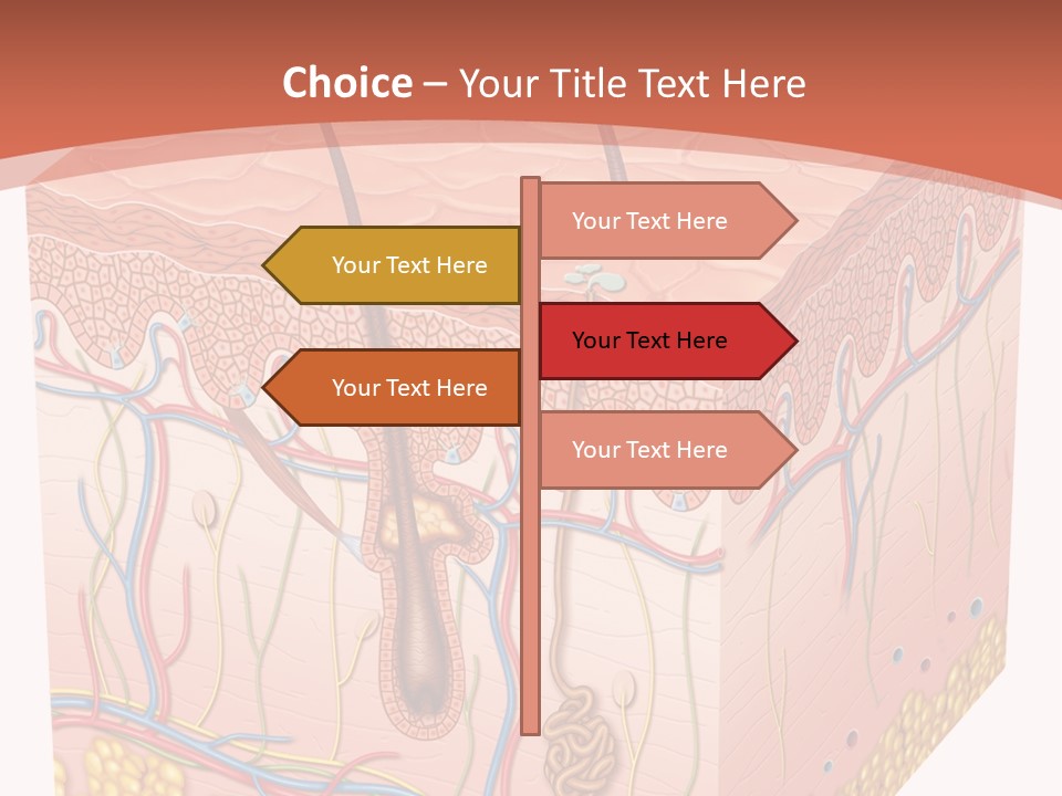 Skin Human Cells PowerPoint Template