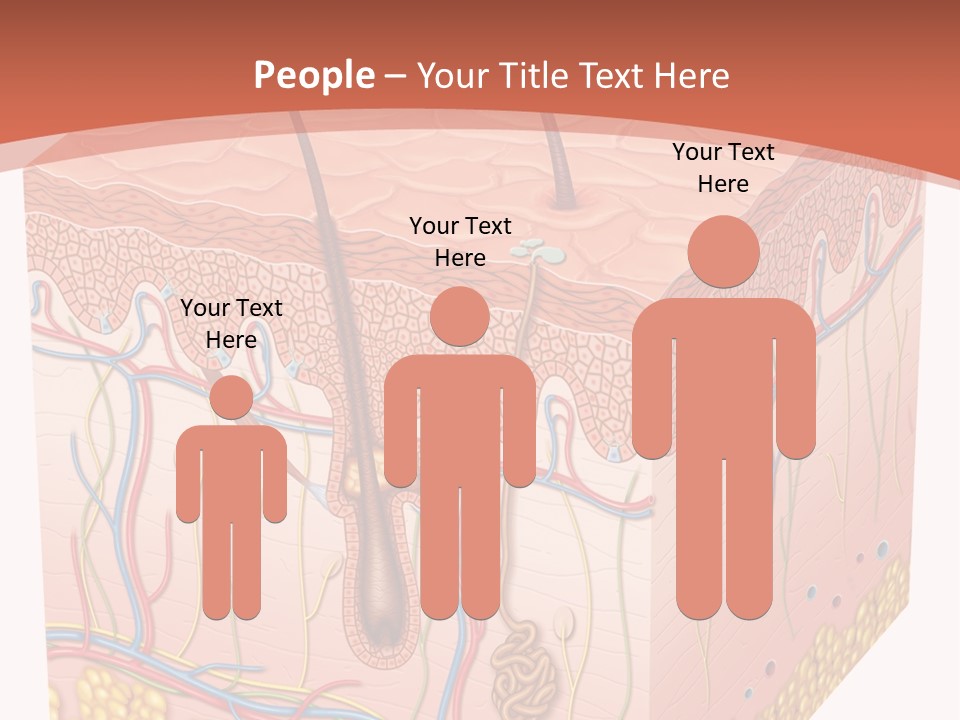 Skin Human Cells PowerPoint Template