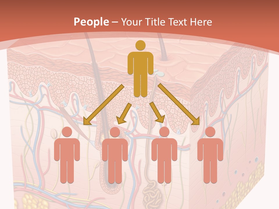 Skin Human Cells PowerPoint Template