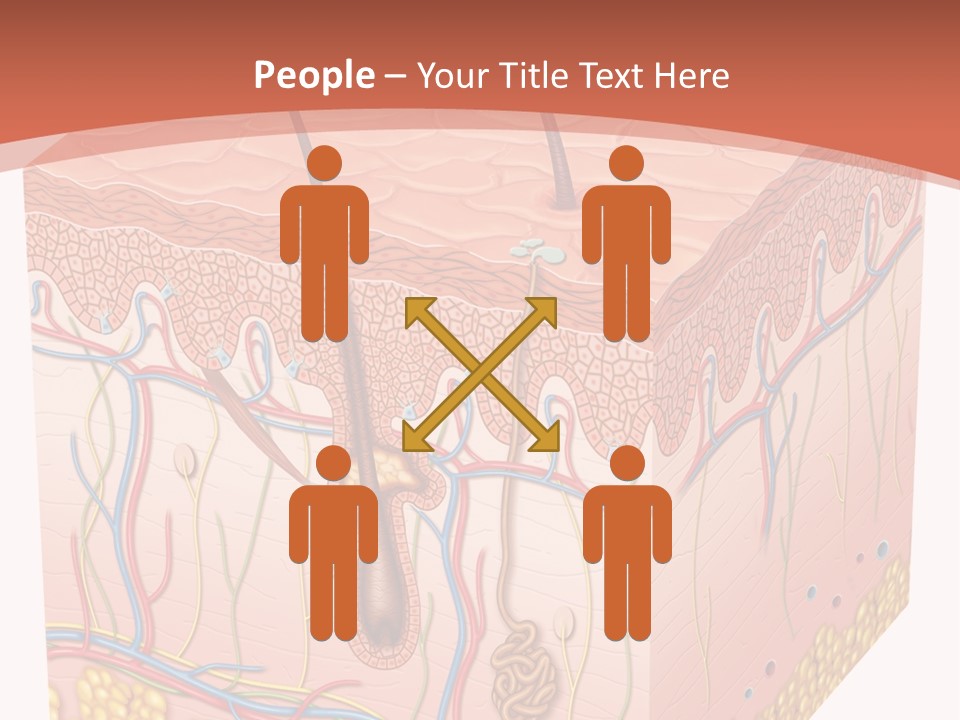 Skin Human Cells PowerPoint Template