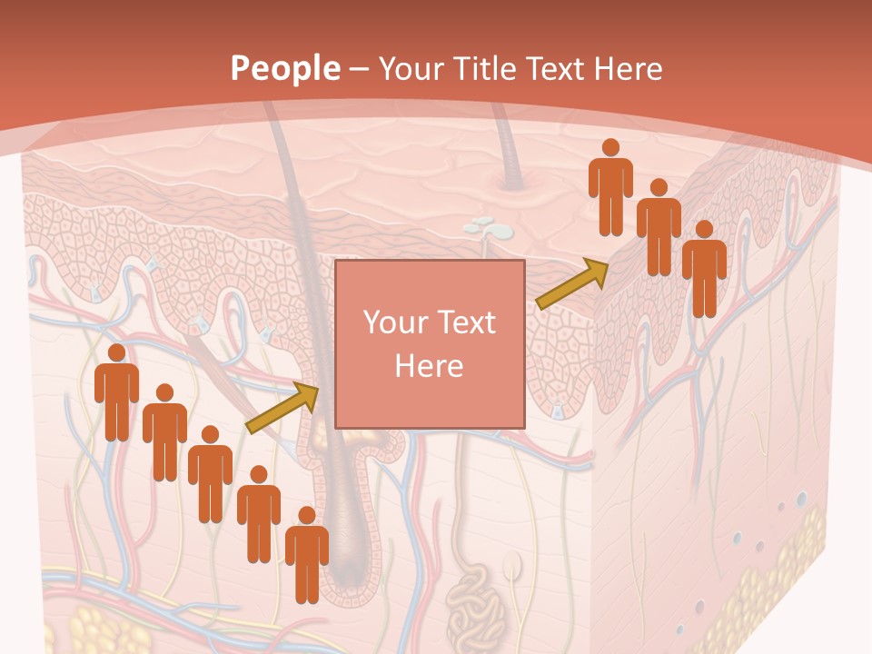 Skin Human Cells PowerPoint Template