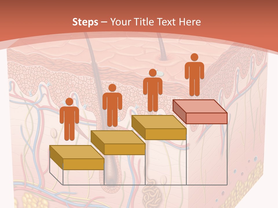 Skin Human Cells PowerPoint Template