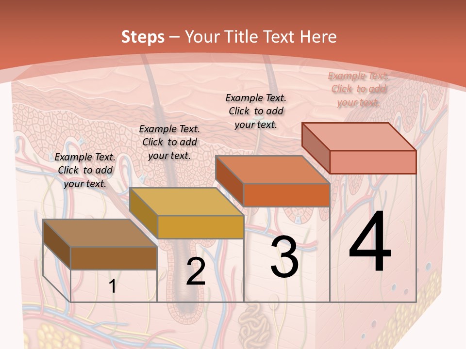 Skin Human Cells PowerPoint Template