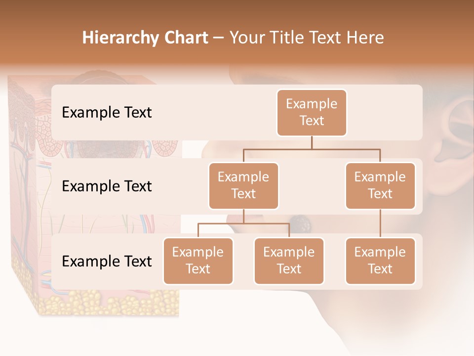 Skin Woman Degeneration PowerPoint Template