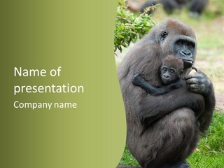 Back Cute Ape PowerPoint Template