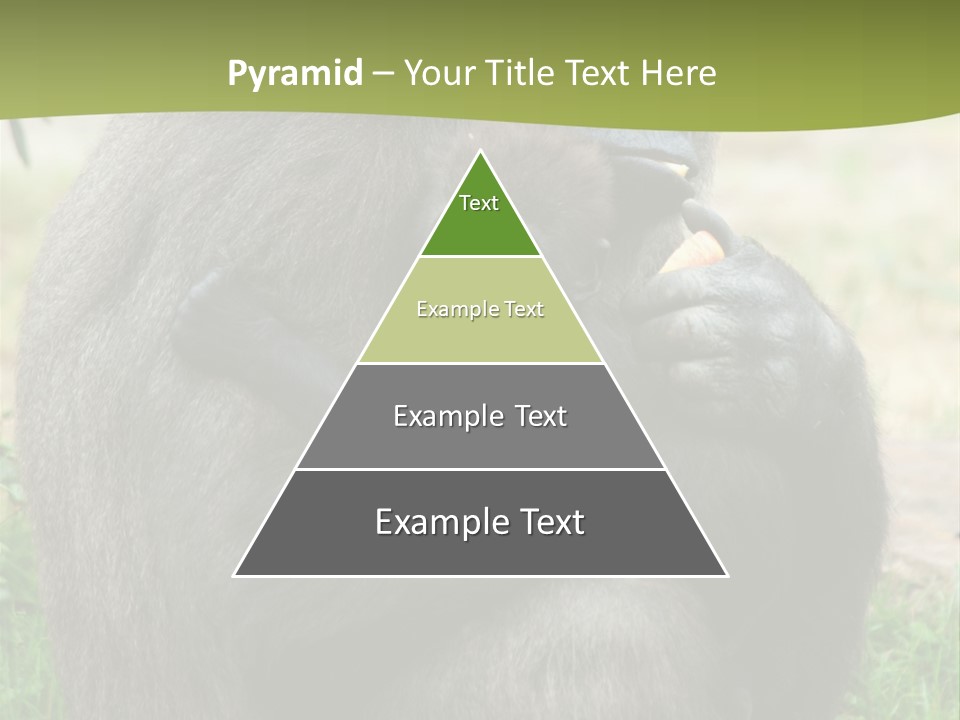Back Cute Ape PowerPoint Template