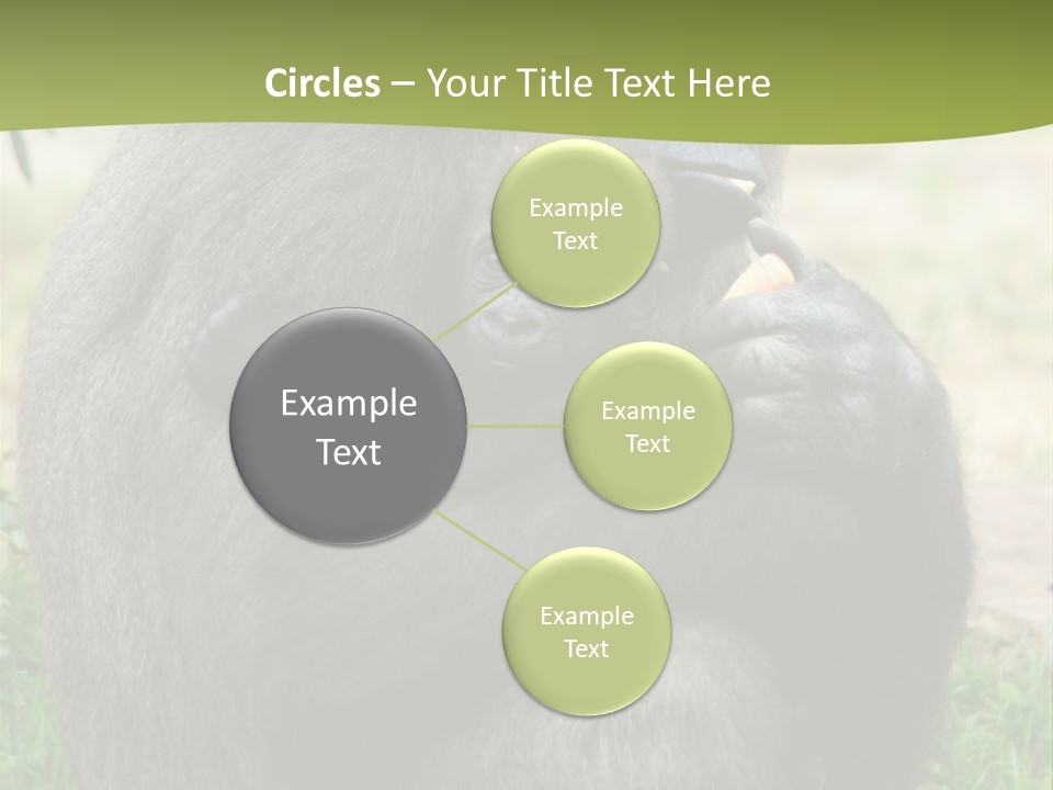 Back Cute Ape PowerPoint Template