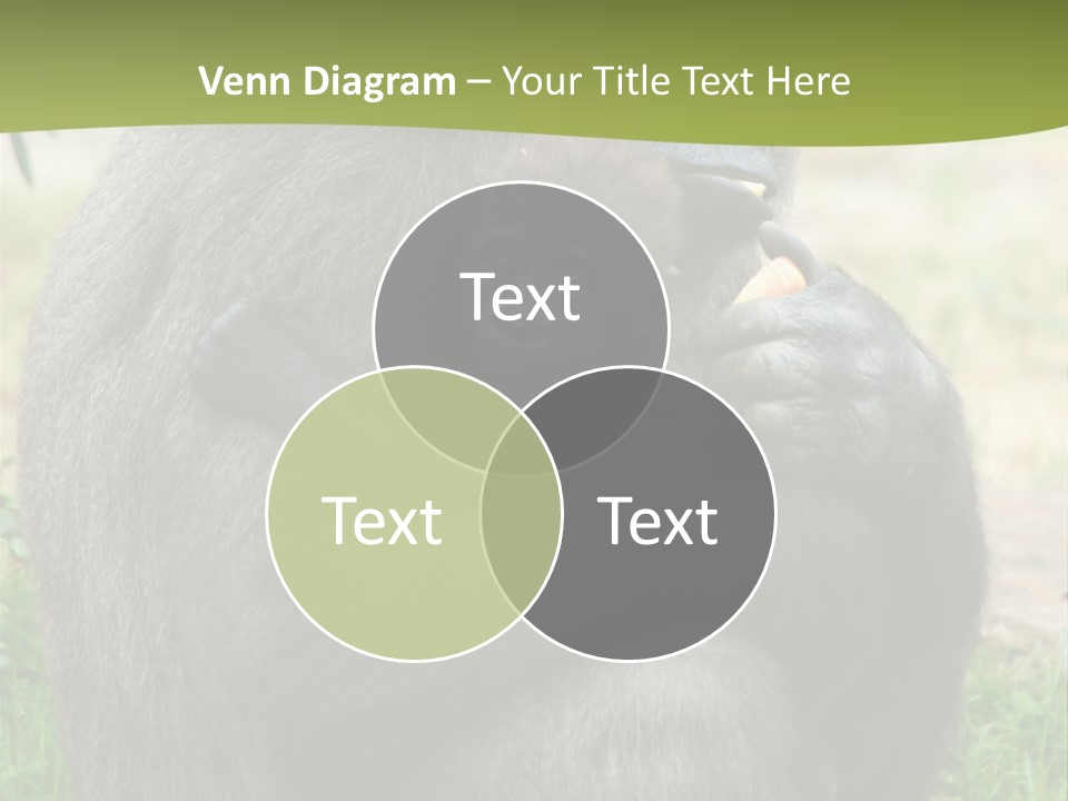 Back Cute Ape PowerPoint Template