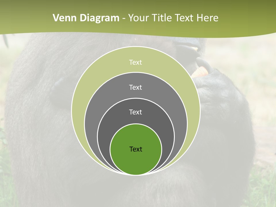 Back Cute Ape PowerPoint Template