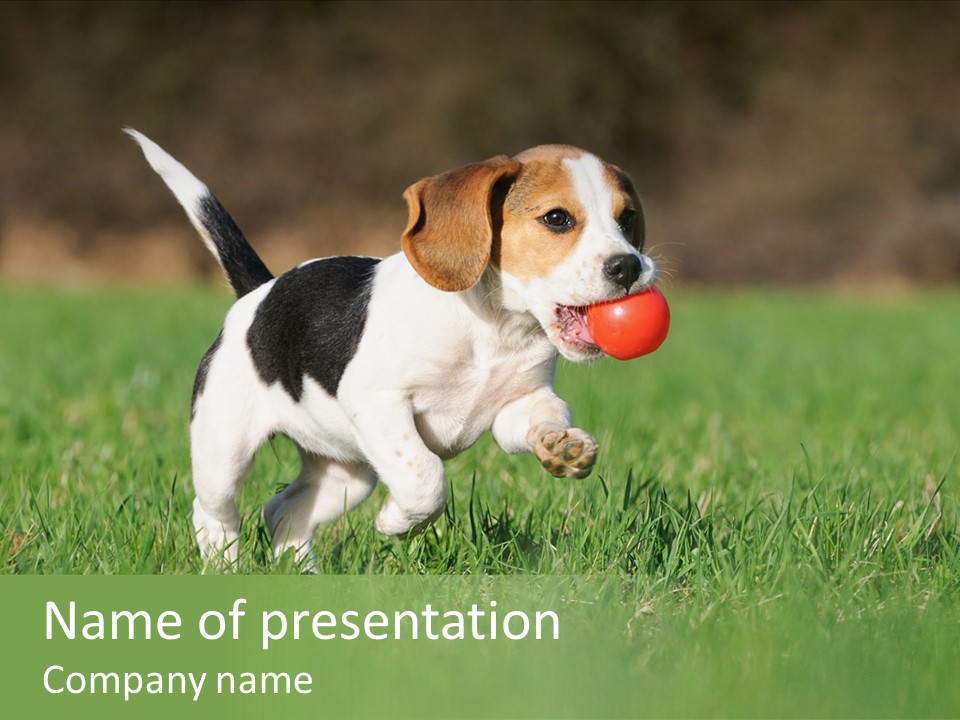 Retrieving Toy Outside PowerPoint Template