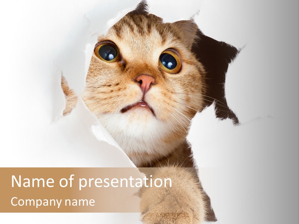 British Tabby Cut PowerPoint Template