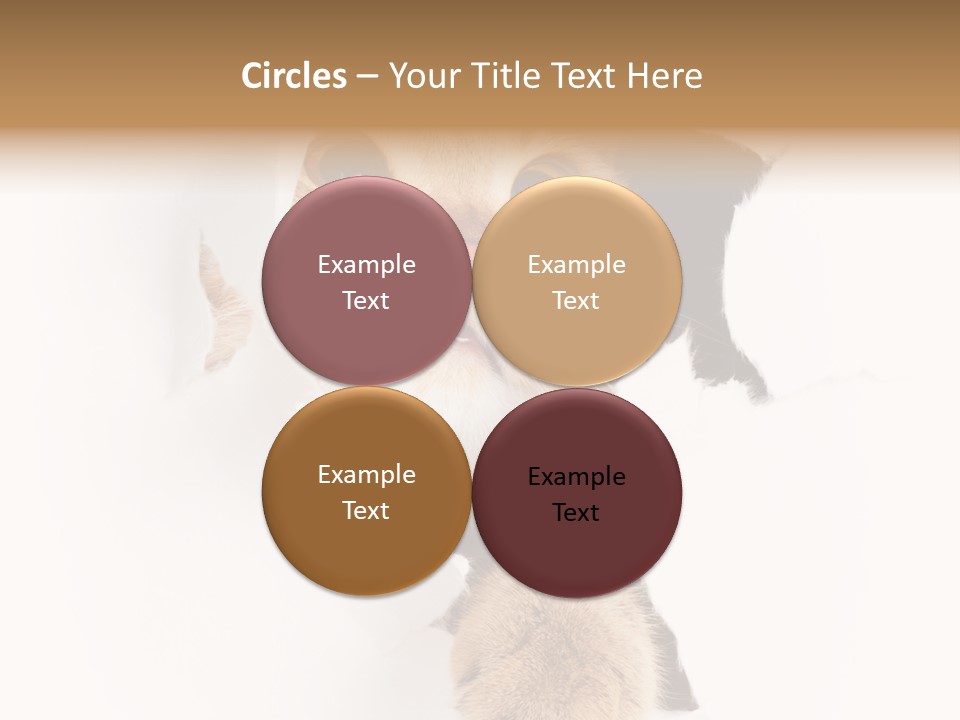 British Tabby Cut PowerPoint Template