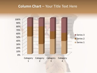 British Tabby Cut PowerPoint Template