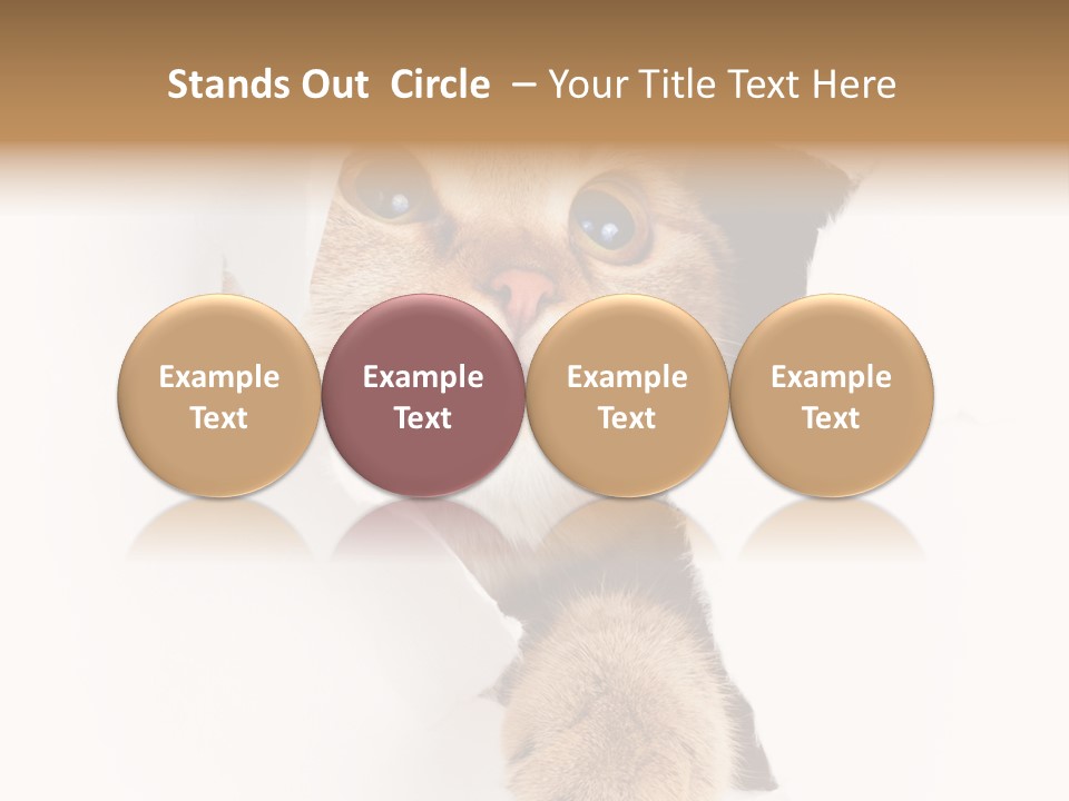 British Tabby Cut PowerPoint Template