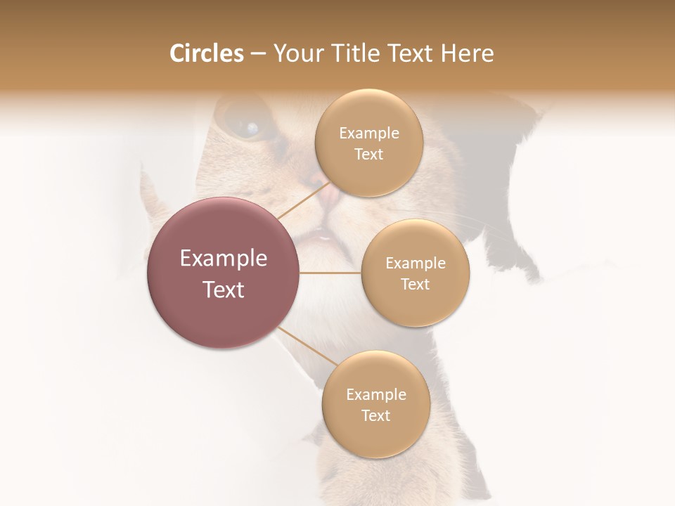 British Tabby Cut PowerPoint Template