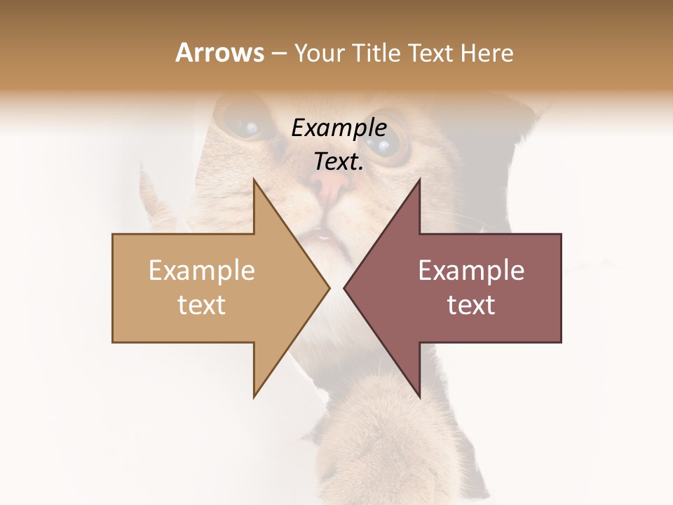 British Tabby Cut PowerPoint Template