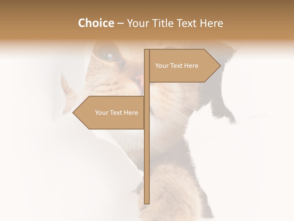 British Tabby Cut PowerPoint Template